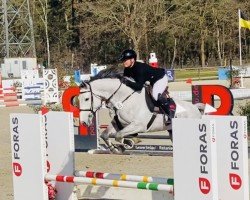 jumper Dia Blue 3 (Oldenburg show jumper, 2019)