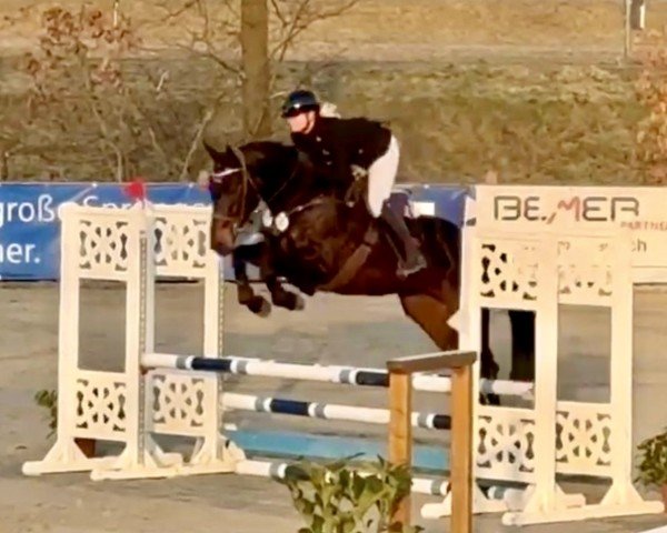 jumper I'am Springsteen (Oldenburg show jumper, 2019, from I'm Special de Muze) jumper I'am Springsteen (Oldenburg show jumper, 2019, from I'm Special de Muze)