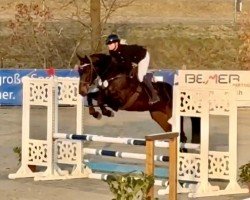jumper I'am Springsteen (Oldenburg show jumper, 2019, from I'm Special de Muze)