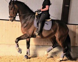 dressage horse Cookie-Monster (Oldenburg, 2018, from Carleyle)