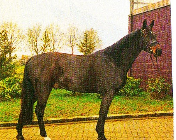 Springpferd Adlantus 3 (Hannoveraner, 2001, von Adlantus As FRH)