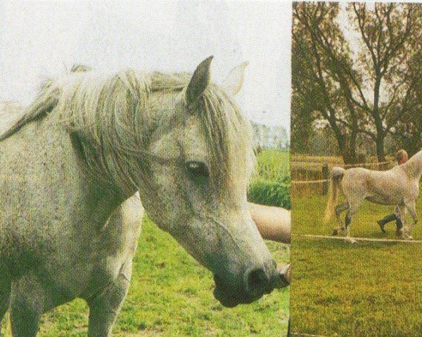 Pferd Jilfah Alwirathe Jezna (Araber, 1994, von El Thay Mameluk EAO)