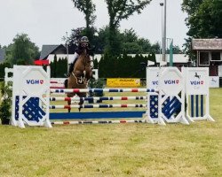 jumper Chalara (Oldenburg show jumper, 2014, from Tailormade Chaloubet)