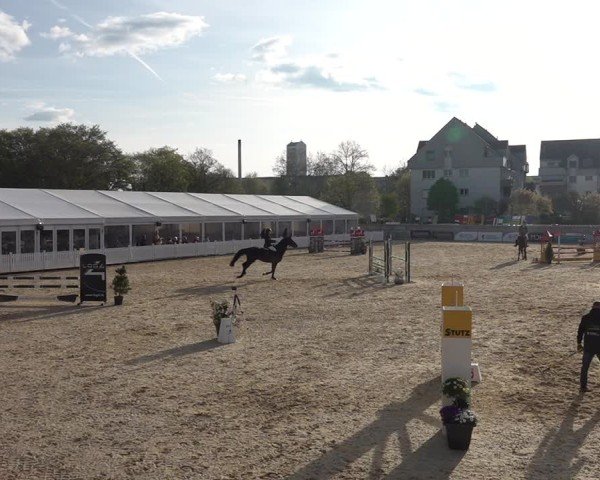 Reitturnier Amriswil 2025