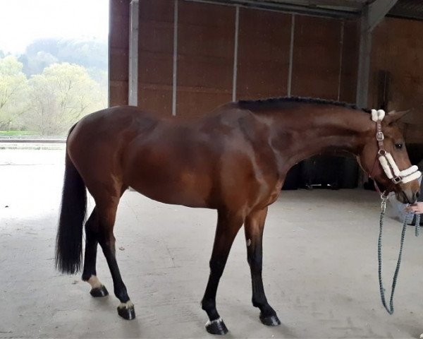 jumper Cana 7 (Oldenburg show jumper, 2015, from Cascadello II)