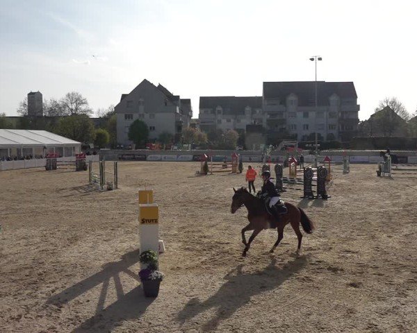 Reitturnier Amriswil 2025