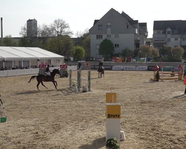 Reitturnier Amriswil 2025