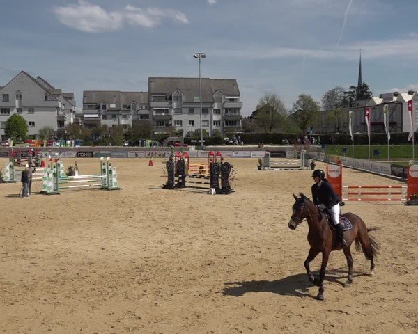 Reitturnier Amriswil 2025