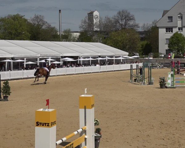 Reitturnier Amriswil 2025