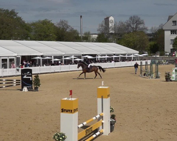 Reitturnier Amriswil 2025