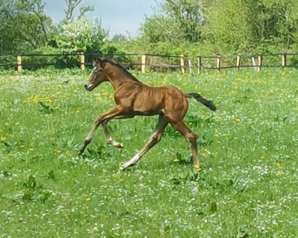 horse Buchenhains von Frederic (Oldenburg, 2021, from Vaderland OLD)