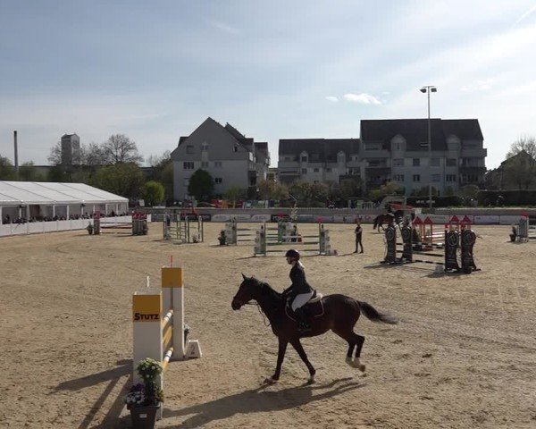 Reitturnier Amriswil 2025