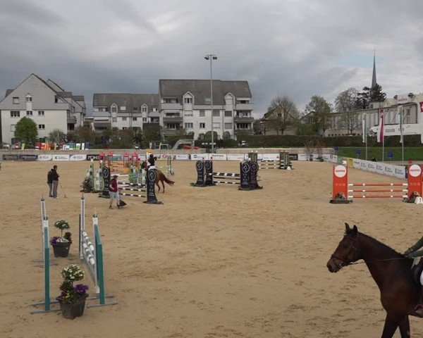 Reitturnier Amriswil 2025