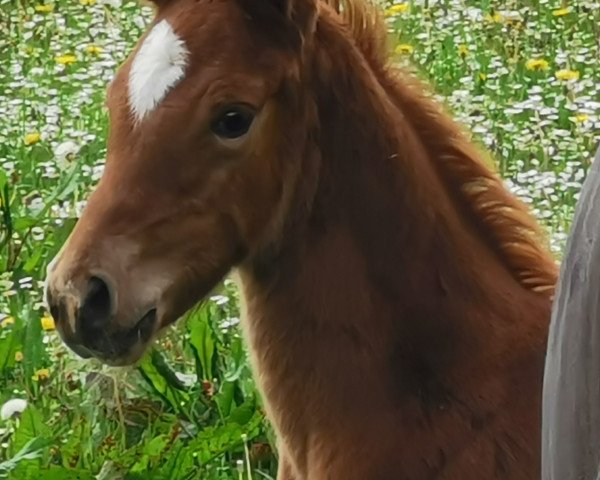 horse Buchenhains Willa Princess (Oldenburg, 2021, from DSP VA Bene)