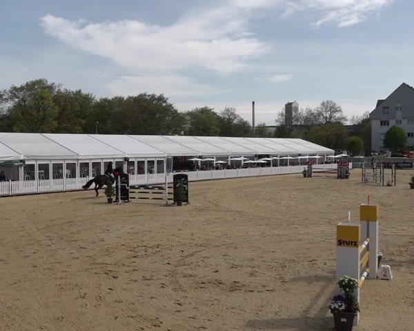 Reitturnier Amriswil 2025