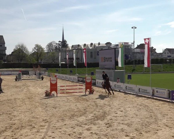 Reitturnier Amriswil 2025