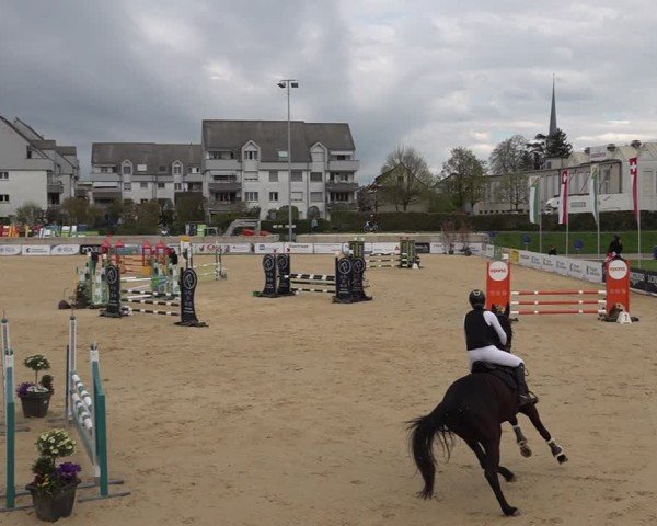 Reitturnier Amriswil 2025