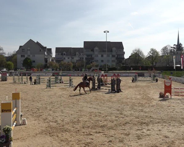 Reitturnier Amriswil 2025