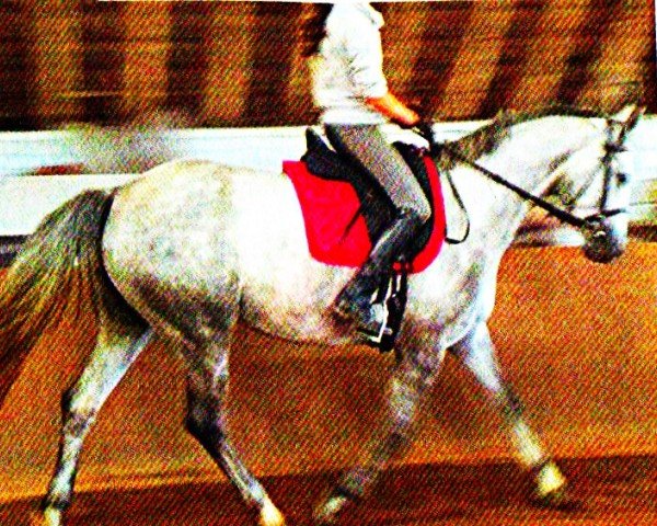 Dressurpferd Silver (Hannoveraner, 2007, von Salvano)