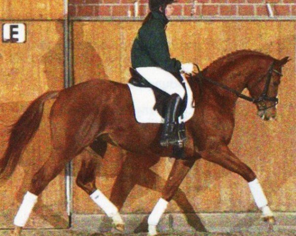 horse Lord Larmarque (Hanoverian, 2007, from Locksley II)