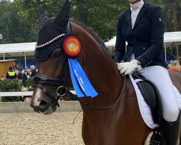 Deckhengst Con Dios 18 (Deutsches Reitpony, 2019, von Coer Noble)