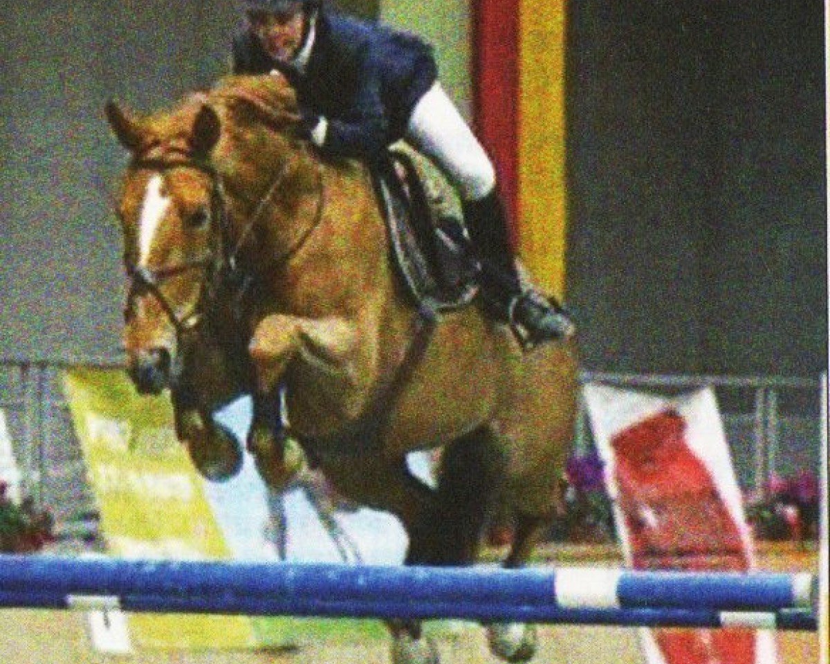 broodmare Prima Donna van't Paradijs (Belgian Warmblood, 1992, from Lys de Darmen)