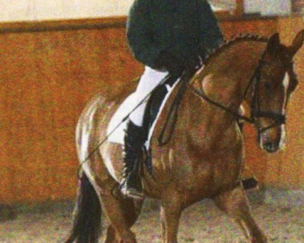 dressage horse Delta Queen 14 (Oldenburg, 2003, from Dream of Heidelberg II)
