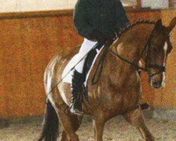 dressage horse Delta Queen 14 (Oldenburg, 2003, from Dream of Heidelberg II)