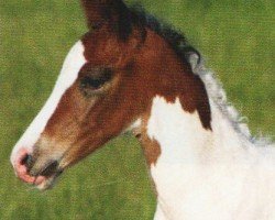 dressage horse Spartacus 20 (Westphalian, 2010, from Samico F)