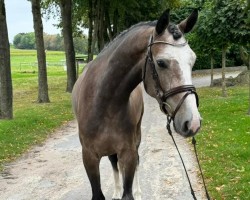 jumper Gabandi (German Sport Horse, 2020)