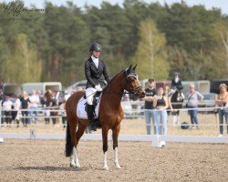 Dressurpferd Nalou 4 (Deutsches Reitpony, 2019, von Ulk d'Ete)