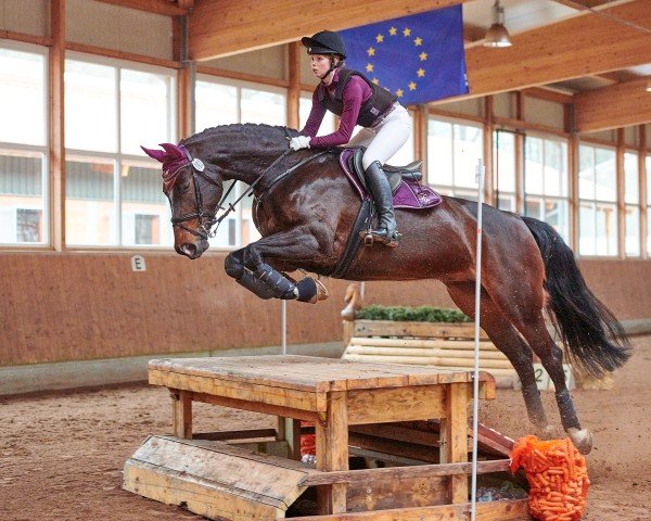 Springpferd Quality of my Life (Hannoveraner, 2012, von FRH Quaid)