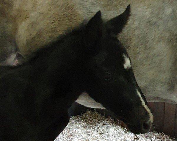 horse Chellcito S (Westphalian, 2024, from Chellci Orange L)