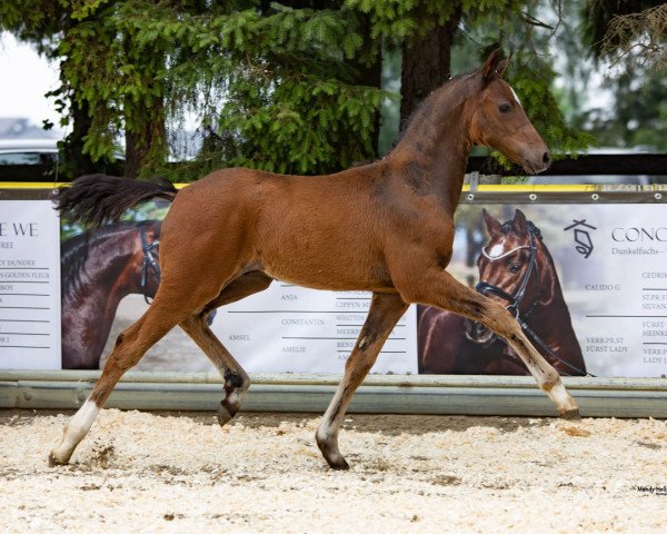 Pferd Dark Donut FF (Deutsches Reitpony, 2021, von Dynamic E 3)