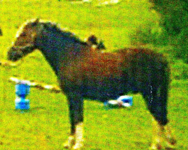 Pferd Karlchen 56 (Deutsches Reitpony, 1995, von Thor Baffle)