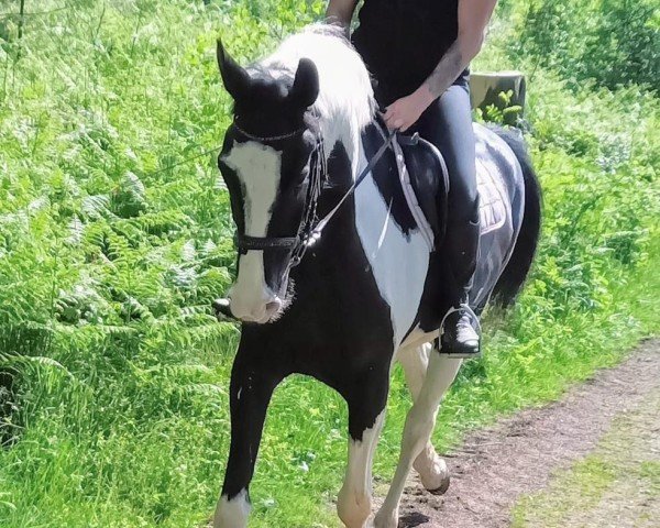 Pferd Dyngus (Polnisches Warmblut, 2019)