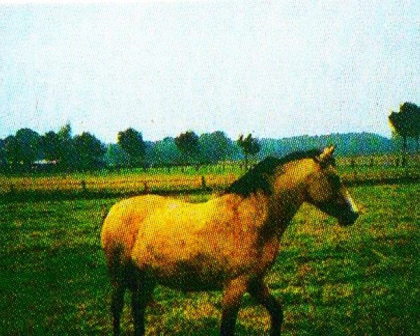 broodmare Bella (German Riding Pony, 2000, from Batman)
