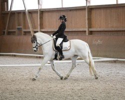 dressage horse Yesterday Dr (Pura Raza Espanola (PRE), 2007, from Quebranto IL)