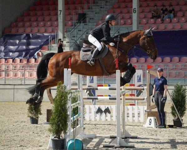 jumper Charmina 3 (Oldenburg, 2007, from Charming Boy 38)