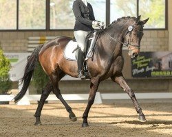 dressage horse Londontimes Lilly (Hanoverian, 2017, from Londontime)
