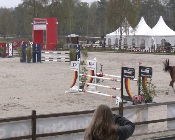 Reitturnier Westergellersen 2025