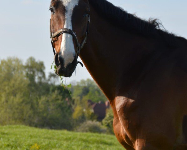 jumper Lantaris (Holsteiner, 2001, from Lancer II)