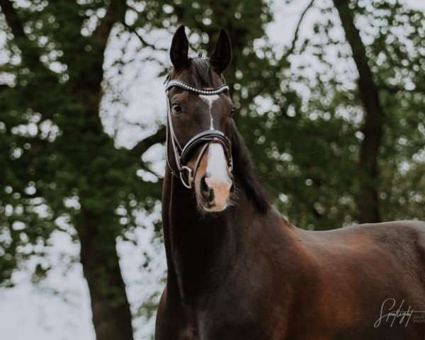 dressage horse Santiano 48 (Hanoverian, 2013, from Sir Donnerhall I) dressage horse Santiano 48 (Hanoverian, 2013, from Sir Donnerhall I)
