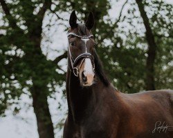 dressage horse Santiano 48 (Hanoverian, 2013, from Sir Donnerhall I)
