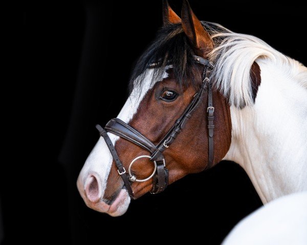 stallion Mescalino (Pinto / Small Riding Horse, 2021, from Mescalero 29)