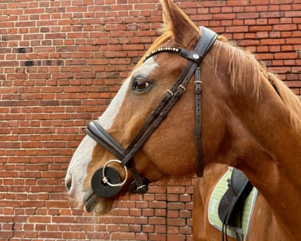 jumper Chadiator (Oldenburg show jumper, 2006, from Charity)