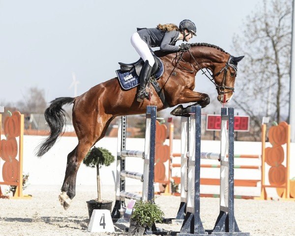 Springpferd Vito 78 (Holsteiner, 2019, von van Gogh)