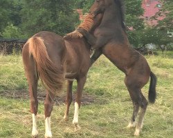 Pferd Hengst von Conthargos / Clarimo (Holsteiner, 2021, von Conthargos)