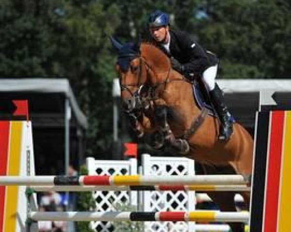 stallion DSP Araldik (German Sport Horse, 2007, from Askari) stallion DSP Araldik (German Sport Horse, 2007, from Askari)