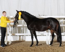 jumper Dance It Out 3 (German Riding Pony, 2017, from Dynamite Nobel)